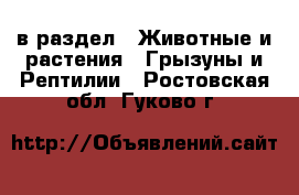  в раздел : Животные и растения » Грызуны и Рептилии . Ростовская обл.,Гуково г.